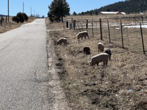 Pigs grazing for spring shoots along the roadside near Sipello.